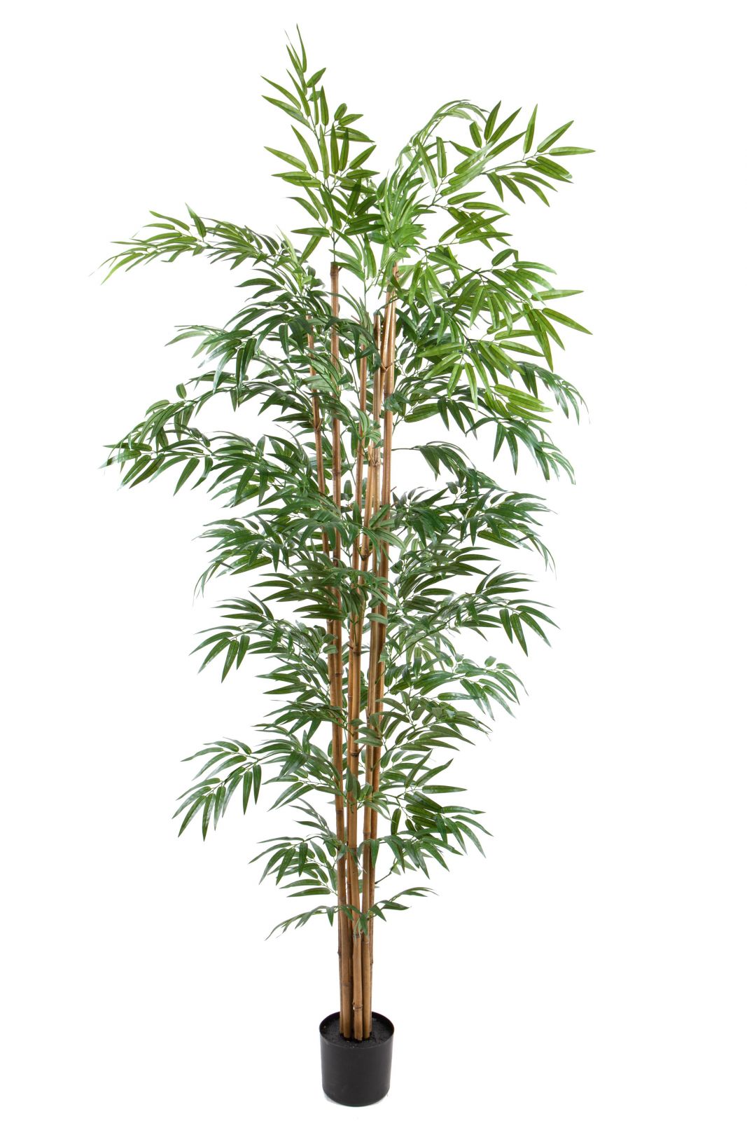 Dove acquistare Alberi piante da interno online?
