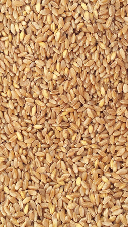 25-Kg-Grano-duro-da-macina-prepulito-(siciliano)-MOLINO-ZAPPALA'