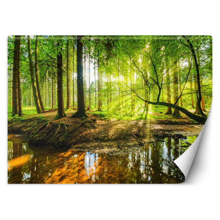 Carta Da Parati, Ruscello nella foresta all'alba Natura