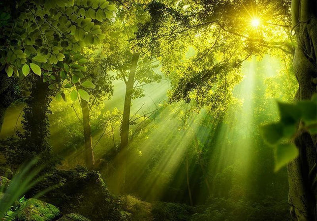 Fotomurale Nella foresta misteriosa