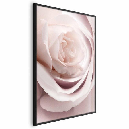 Poster - Porcelain Rose