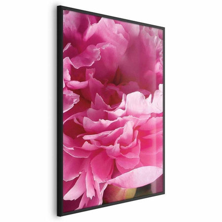 Poster - Beautiful Peonies