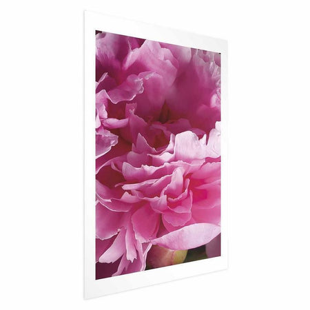 Poster - Beautiful Peonies