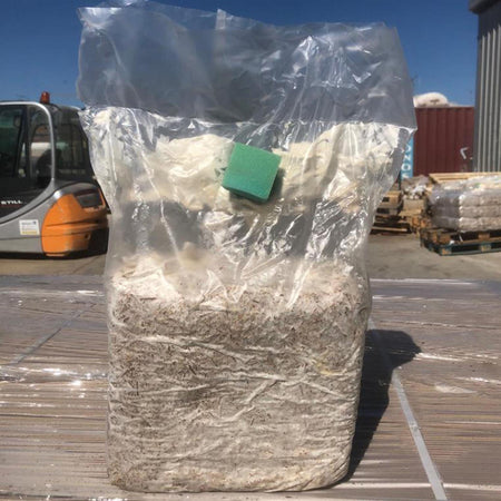 Pani di funghi cardoncelli pleurotus eryngii coltivazione cardoncello substrato e ceppo balletta