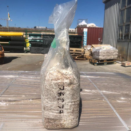 Pani di funghi cardoncelli pleurotus eryngii coltivazione cardoncello substrato e ceppo balletta