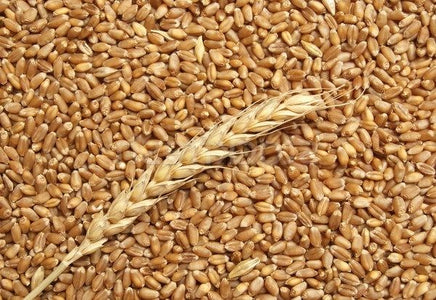 1Kg Grano "Maiorca"da macina prepulito-MOLINO ZAPPALA'