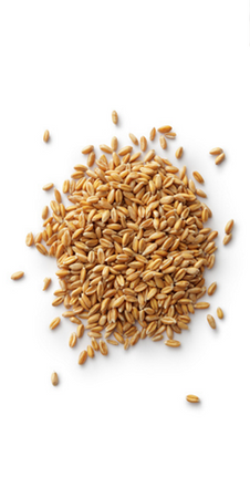 1Kg Grano "Senatore Cappelli"da macina prepulito-MOLINO ZAPPALA'