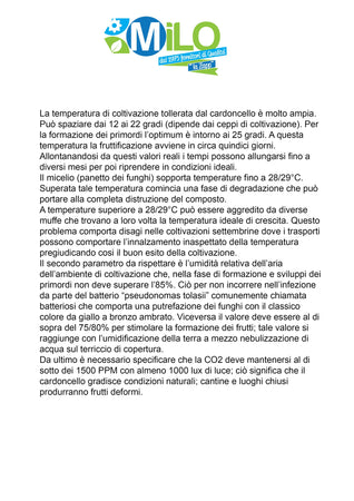 Balletta Funghi Cardoncelli, ceppo Pleurotus Eryngii, produzione professionale