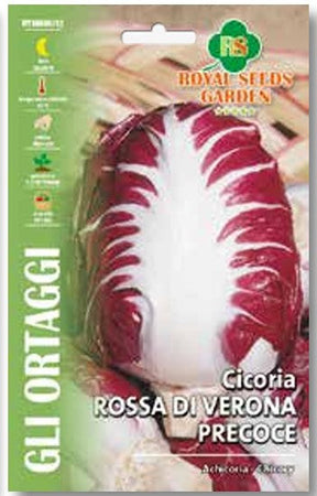Cicoria Rossa Di Verona Precoce gr.12 Semi Royal Seeds