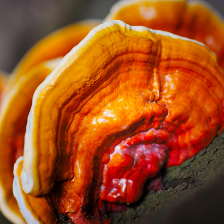 Reishi - Ganoderma Lucidum - Ling Zhi biologico, 90 capsule
