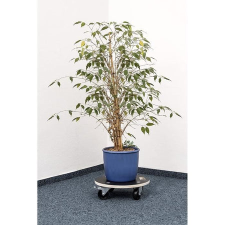 MEISTER CARRELLO 822.040