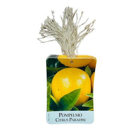 Etichette Pompelmo Citrus Paradisi dim.8x11,5 cm. - 50 pz. Felga Etichette