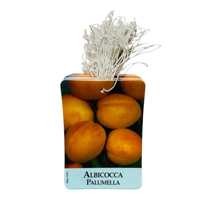 Etichette Albicocca Palumella dim.8x11,5 cm. - 50 pz. Felga Etichette