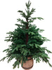 Albero di Natale Abete verde con vaso, in PE Effetto Real Touch h 130 cm Casa e cucina/Decorazioni per interni/Addobbi e decorazioni per ricorrenze/Decorazioni natalizie/Alberi di natale artificiali MagiediNatale.it - Altamura, Commerciovirtuoso.it