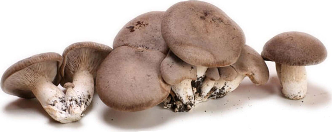 Balletta Funghi Cardoncelli, ceppo Pleurotus Eryngii, produzione professionale Giardino e giardinaggio/Piante semi e bulbi/Piante da esterno/Vegetali La Zappa - Altamura, Commerciovirtuoso.it