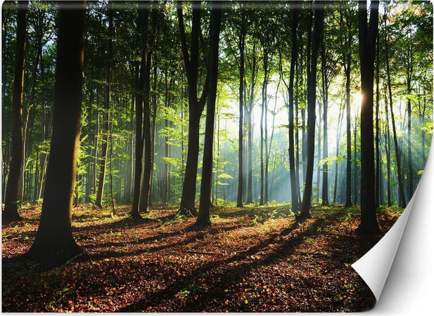 Carta-Da-Parati,-Mattina-in-una-foresta