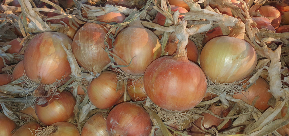 Cipolla Dorata Made in Italy Cipolla Dorata Altopiano Del Fucino Cipolla Coltivata in Abruzzo Da Conservare Al Fresco