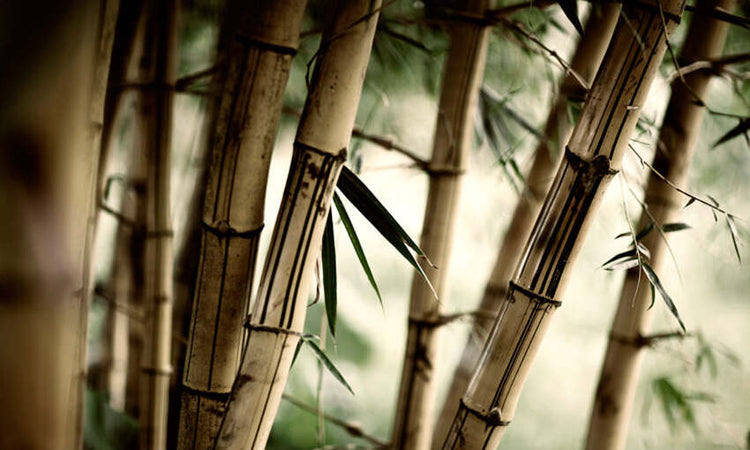 Fotomurale-Fog-and-bamboo-forest
