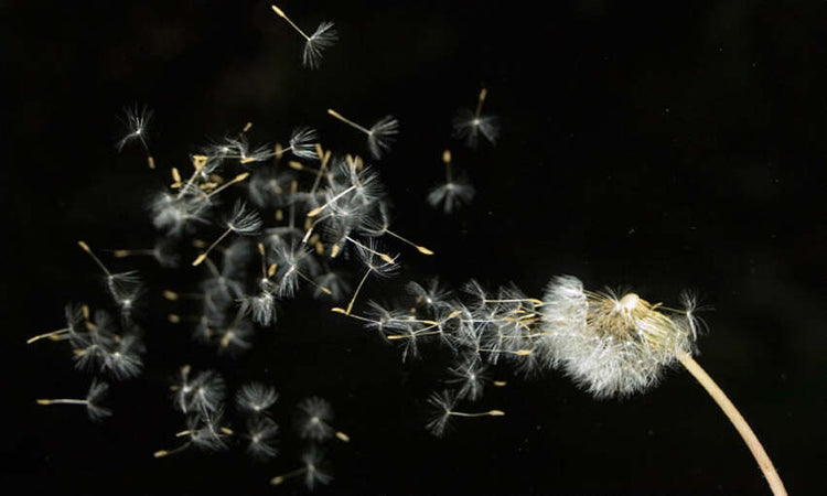 Fotomurale-Semi-di-un-soffione-trasportati-dal-vento...