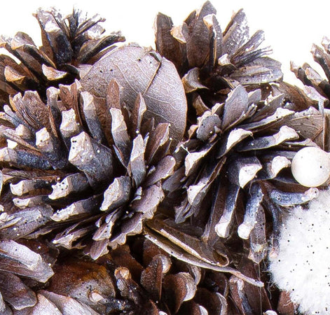 Ghirlanda tonda con punte di Pigna Pon Pon corona natalizia, dietro porta da 30 cm Casa e cucina/Decorazioni per interni/Addobbi e decorazioni per ricorrenze/Decorazioni natalizie/Orpelli e festoni MagiediNatale.it - Altamura, Commerciovirtuoso.it