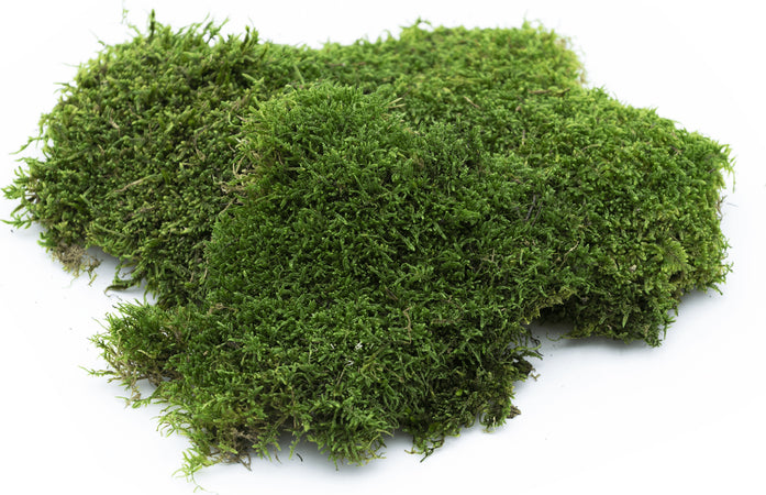 Muschio in bustine per presepe decorazione natalizia da 100 g Casa e cucina/Decorazioni per interni/Addobbi e decorazioni per ricorrenze/Decorazioni natalizie/Presepi/Statuine e fondali per il presepe MagiediNatale.it - Altamura, Commerciovirtuoso.it