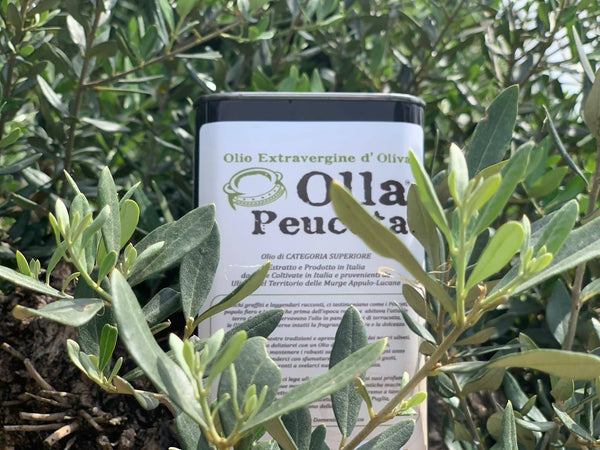 Latta 1L Olio EVO Intenso Olio Extra Vergine di Oliva Olla Peuceta - Padova, Commerciovirtuoso.it