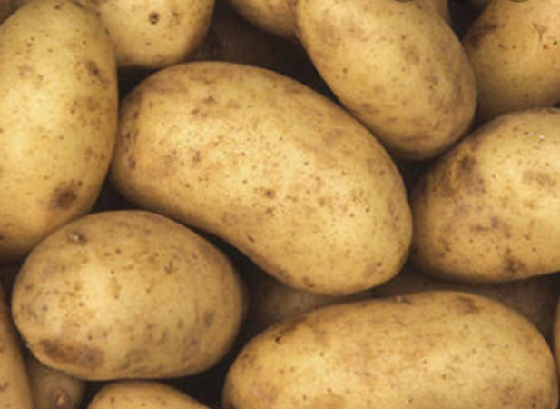 Patate Italiane Agria Gialla Patata Tardiva coltivate in Abruzzo Prodotta in Italia Azienda Agricola Di Berardino Matteo