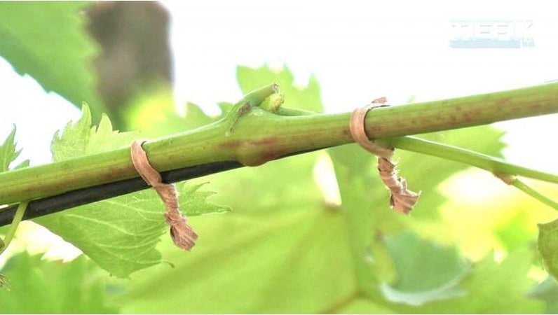 Piattina filo cartonata per fissaggi manuali o con pinza legatrice 250 mt