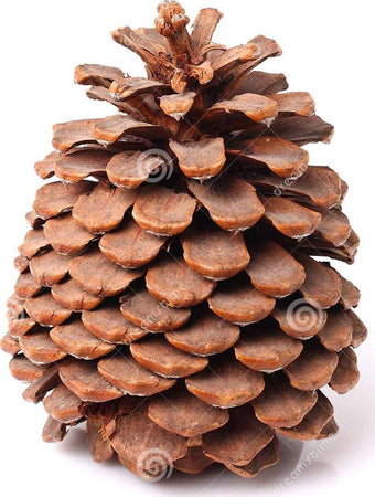 Pigna per albero di natale 300 g decorazione natalizia da 8 cm Casa e cucina/Decorazioni per interni/Addobbi e decorazioni per ricorrenze/Decorazioni natalizie/Addobbi e decorazioni/Palle e palline MagiediNatale.it - Altamura, Commerciovirtuoso.it