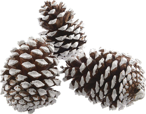 Pigne naturali innevate e stabilizzate da 5 cm per decorazioni natalizie 63 pz Casa e cucina/Decorazioni per interni/Addobbi e decorazioni per ricorrenze/Decorazioni natalizie/Oggettistica MagiediNatale.it - Altamura, Commerciovirtuoso.it