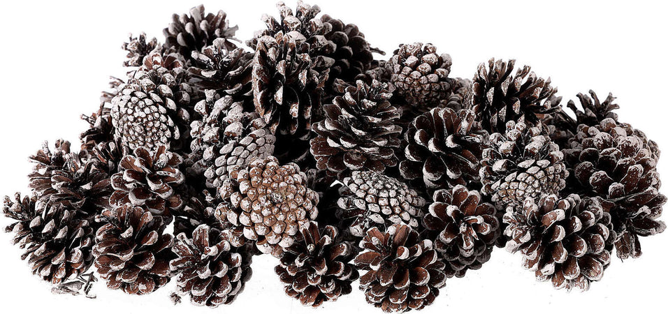 Pigne naturali innevate e stabilizzate da 5 cm per decorazioni natalizie 63 pz Casa e cucina/Decorazioni per interni/Addobbi e decorazioni per ricorrenze/Decorazioni natalizie/Oggettistica MagiediNatale.it - Altamura, Commerciovirtuoso.it