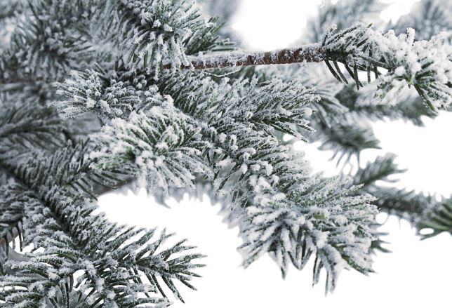 Albero "Shirley" innevato in Pe Effetto Real Touch e base in muschio h 90 cm