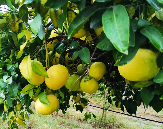 Pompelmi Gialli Di Sicilia Kg 5 Pompelmo Giallo Buccia Edibile Coltivato Con Prodotti Bio Pompelmi Non Cerati Il Melograno Peloritano