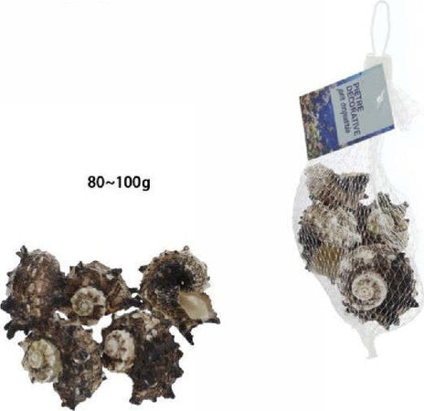 Sacchetto-Di-Conchiglie-Mare-Da-80-100gr-Decorazione-Arredo-Per-Acquario-70288