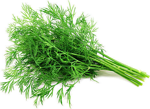 Semi di Aneto piante per orto e giardino coltivazione domestica e professionale Giardino e giardinaggio/Piante semi e bulbi/Piante da esterno/Vegetali La Zappa - Altamura, Commerciovirtuoso.it