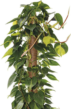 Tutore per piante rampicanti da interno bastone muschiato Ø 5 cm Giardino e giardinaggio/Giardinaggio/Letti rialzati per giardino e strutture di supporto/Graticolati La Zappa - Altamura, Commerciovirtuoso.it