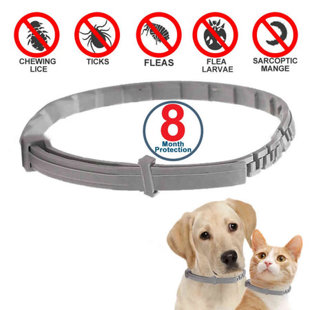 Offerta 2 Collari bayer anti pulci zecche antiparassitario per cane medio grande sopra 8kg