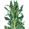 Semi Di Cima Di Rapa "foglia D'ulivo" Piante per Orto E Giardino Giardino e giardinaggio/Piante semi e bulbi/Piante da esterno/Vegetali La Zappa - Altamura, Commerciovirtuoso.it