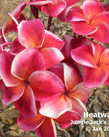 Plumeria "Heatwave" bianca-rossa (Frangipani, Pomelia) Pianta da Fiore Tropicale in Vaso Giardino e giardinaggio/Giardinaggio/Piante da esterno/Fiori Maxbest Plants - Messina, Commerciovirtuoso.it