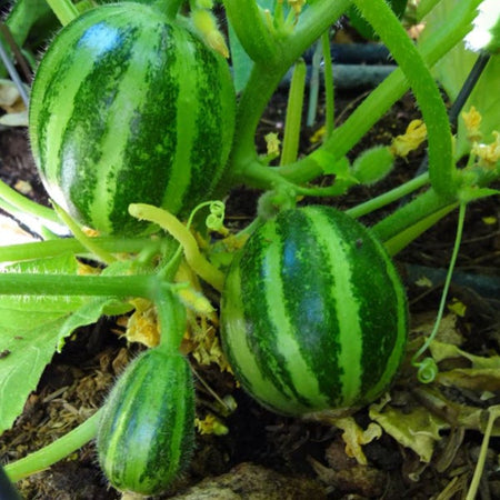 Semi di carosello "Tondo liscio di Manduria" piante per orto e giardino Giardino e giardinaggio/Piante semi e bulbi/Piante da esterno/Vegetali La Zappa - Altamura, Commerciovirtuoso.it