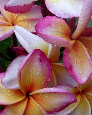 Plumeria "Atlantis" rossa-bianca-gialla (Frangipani, Pomelia) Pianta da Fiore Tropicale in Vaso Giardino e giardinaggio/Giardinaggio/Piante da esterno/Fiori Maxbest Plants - Messina, Commerciovirtuoso.it