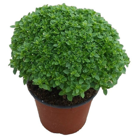 Semi di basilico "Greco a palla" piante per orto e giardino Giardino e giardinaggio/Piante semi e bulbi/Piante da esterno/Erbe aromatiche La Zappa - Altamura, Commerciovirtuoso.it