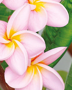 Plumeria "Divine" rosa-gialla (Frangipani, Pomelia) Pianta da Fiore Tropicale in Vaso Giardino e giardinaggio/Giardinaggio/Piante da esterno/Fiori Maxbest Plants - Messina, Commerciovirtuoso.it
