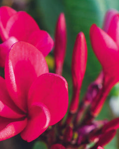 Plumeria "Red Jack" rossa (Frangipani, Pomelia) Pianta da Fiore Tropicale in Vaso Giardino e giardinaggio/Giardinaggio/Piante da esterno/Fiori Maxbest Plants - Messina, Commerciovirtuoso.it