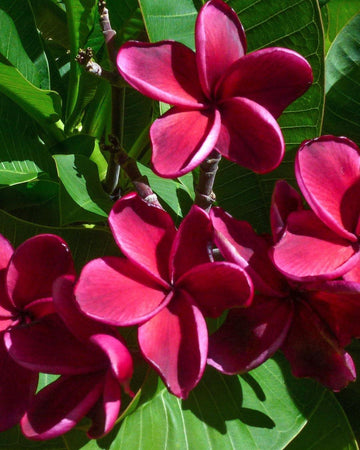 Plumeria "Roulette" rossa (Frangipani, Pomelia) Pianta Tropicale in Vaso Giardino e giardinaggio/Giardinaggio/Piante da esterno/Fiori Maxbest Plants - Messina, Commerciovirtuoso.it
