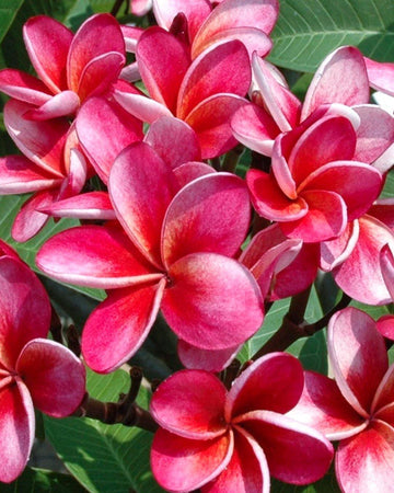 Plumeria "Sangria" rossa (Frangipani, Pomelia) Pianta Tropicale in Vaso Giardino e giardinaggio/Giardinaggio/Piante da esterno/Fiori Maxbest Plants - Messina, Commerciovirtuoso.it