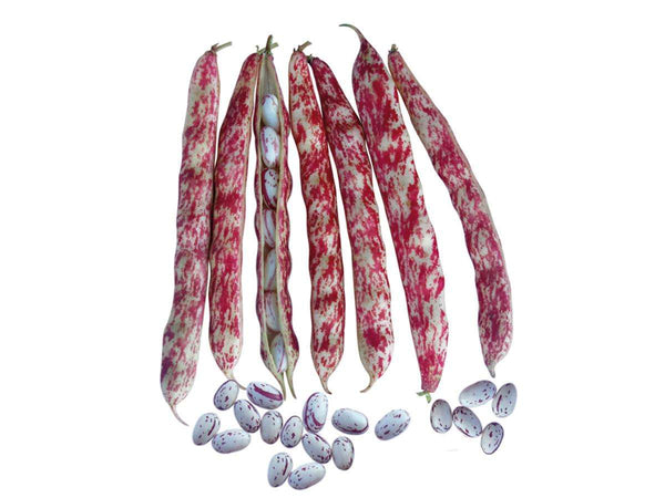 Semi di fagiolo rampicante "Borlotto Lingua di fuoco" piante per orto e giardino coltivazione domestica e professionale Giardino e giardinaggio/Piante semi e bulbi/Sementi/Vegetali La Zappa - Altamura, Commerciovirtuoso.it