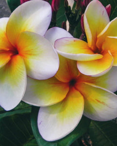Plumeria "Sun Splash" bianca-gialla (Frangipani, Pomelia) Pianta Tropicale in Vaso Giardino e giardinaggio/Giardinaggio/Piante da esterno/Fiori Maxbest Plants - Messina, Commerciovirtuoso.it