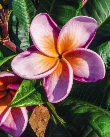 Plumeria "Valkyrie" viola-gialla (Frangipani, Pomelia) Pianta Tropicale in Vaso Giardino e giardinaggio/Giardinaggio/Piante da esterno/Fiori Maxbest Plants - Messina, Commerciovirtuoso.it