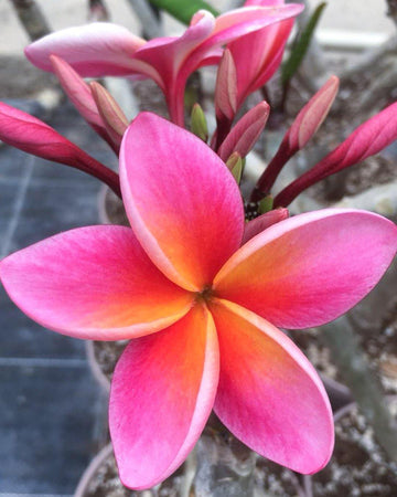 Plumeria "Xquisite" rosa (Frangipani, Pomelia) Pianta da Fiore Tropicale in Vaso Giardino e giardinaggio/Giardinaggio/Piante da esterno/Fiori Maxbest Plants - Messina, Commerciovirtuoso.it